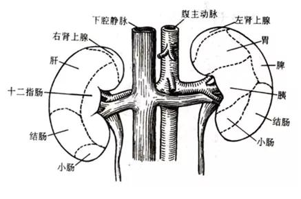 泌尿系统解剖图谱大全,2022泌尿系统的解剖生理讲解课程