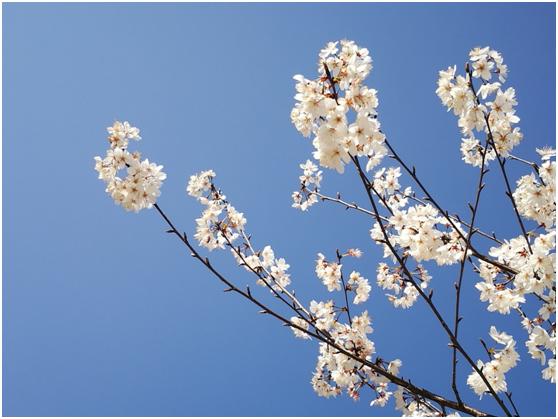 三月春色唯美诗句,阳春三月好风光诗词鉴赏