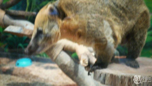 儿童玩的遛娃好去处,有动物的溜娃好去处