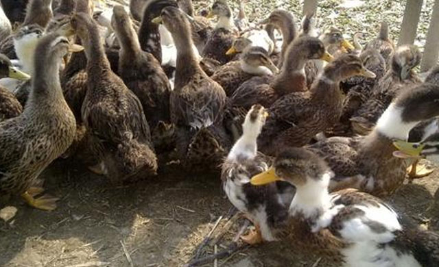 鸭子拉黄色稀粪喂什么药,鸭子拉绿色稀粪是怎么回事