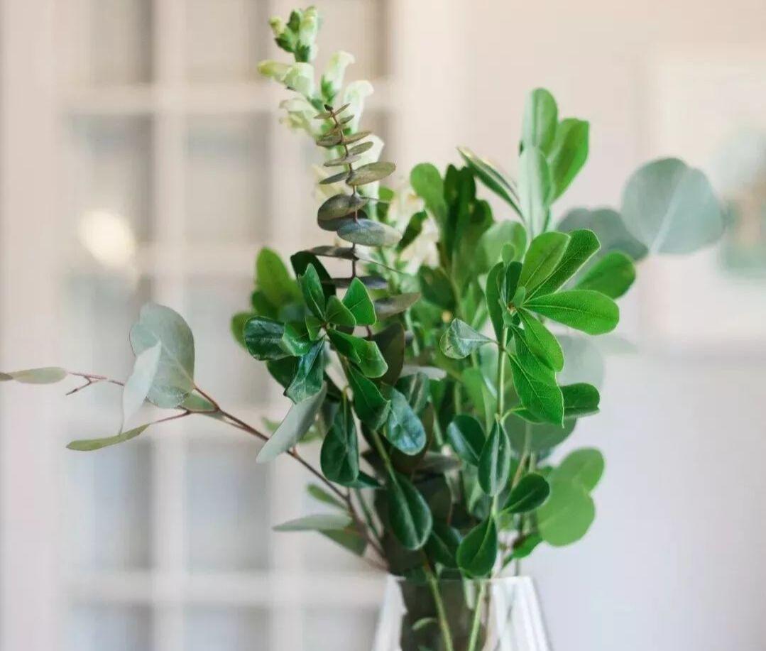 尤加利花适合室内养吗,适合夏季养的花惊艳好养小雏菊