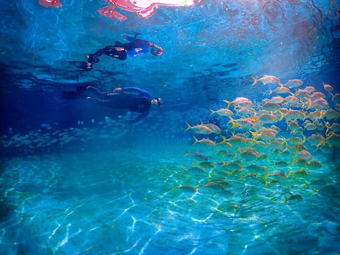 三亚学潜水机构推荐,三亚学潜水哪个最专业