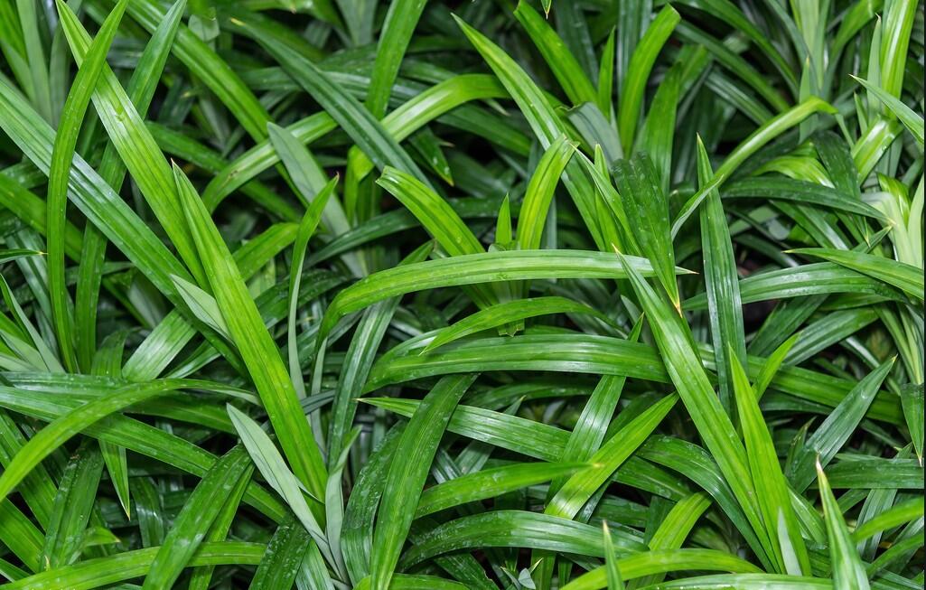 家里蟑螂多买什么药快速消灭掉,如何快速消灭家里的蟑螂