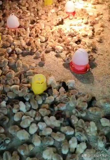 雏鸡白痢的症状,雏鸡白痢治疗土方法