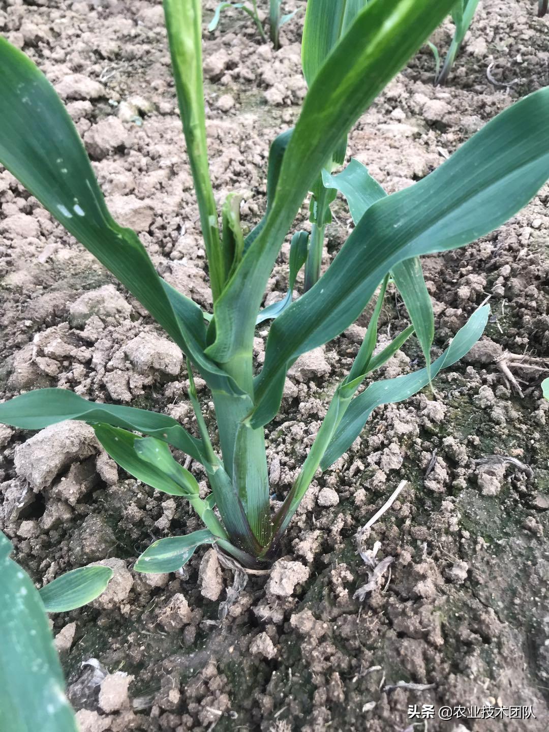 玉米种子的成苗率,玉米苗出了一地