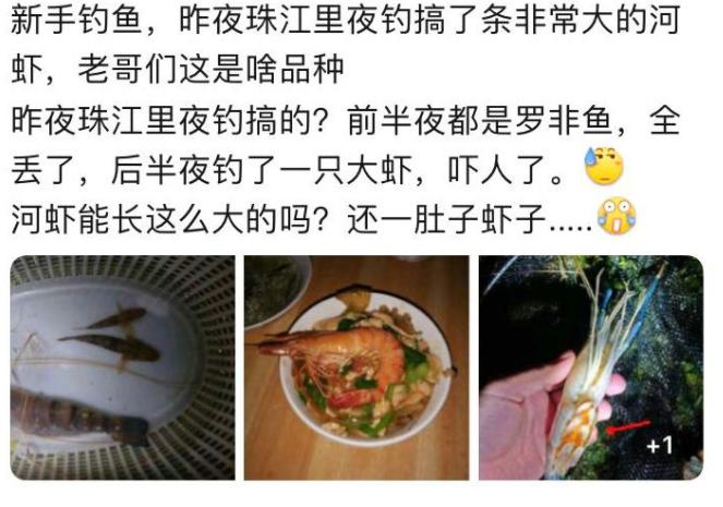 抱卵虾类别沼虾,罗氏沼虾珠江