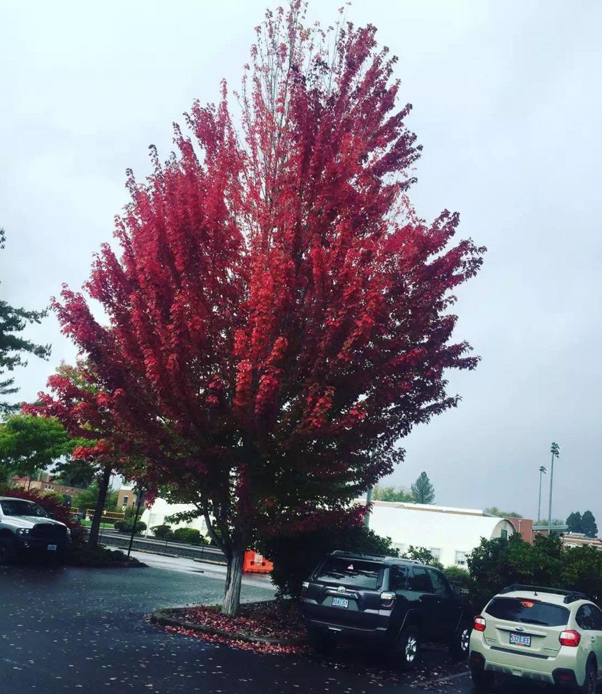 留学生美国做直播卖货，靠一部手机暴富后却休了学，美国人看不懂