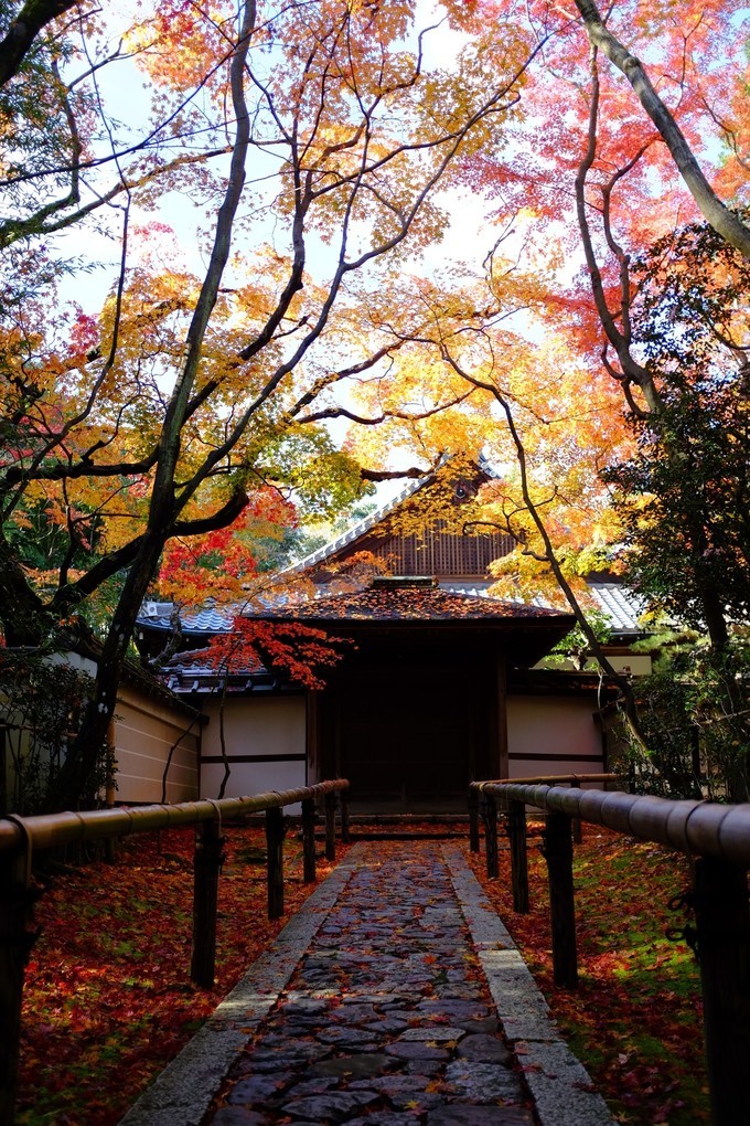 京都赏枫2022,京都赏枫必去景点有哪些好玩的