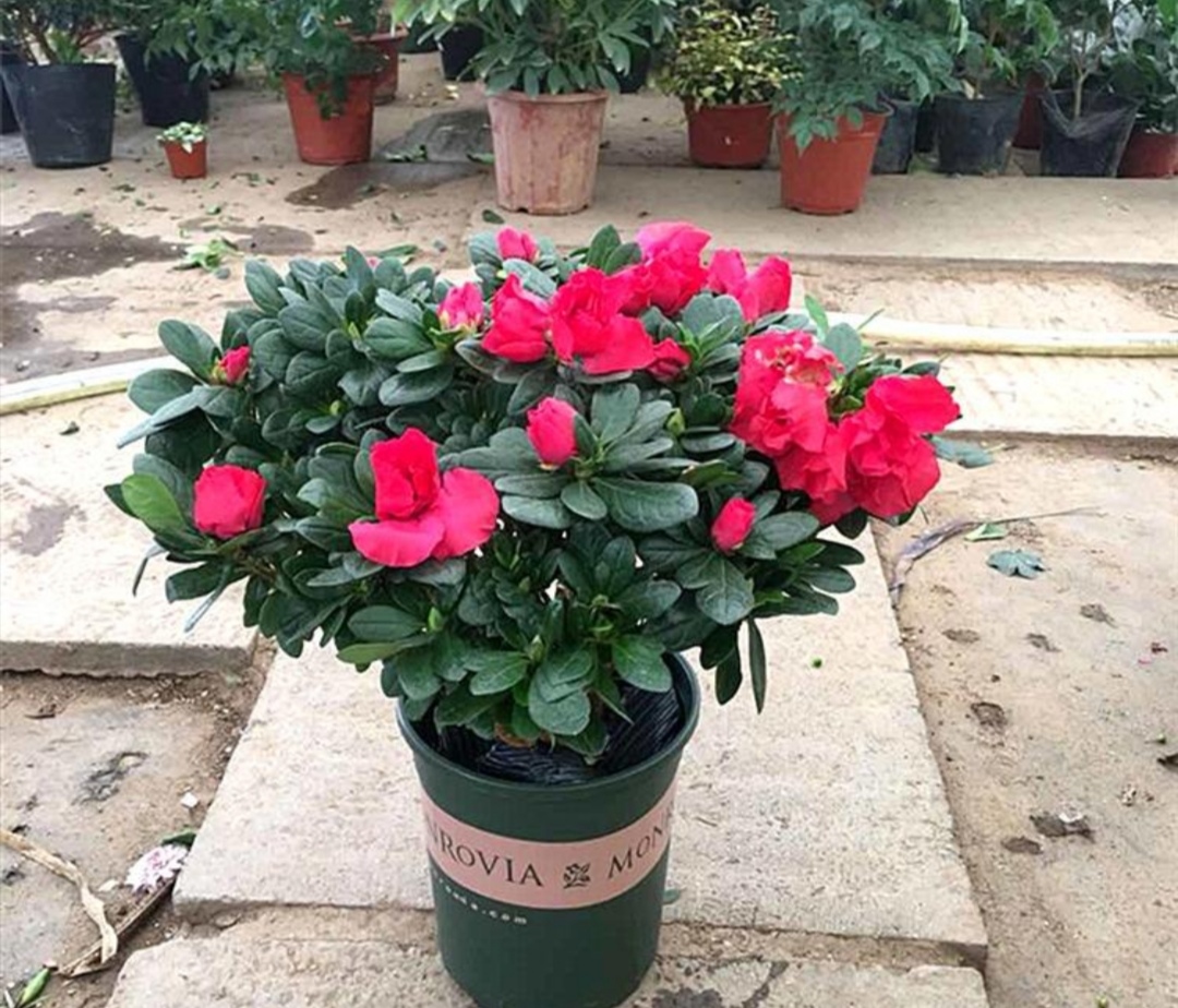 四季杜鹃茶花叶子干枯挽救方法,养的杜鹃花落叶是怎么回事