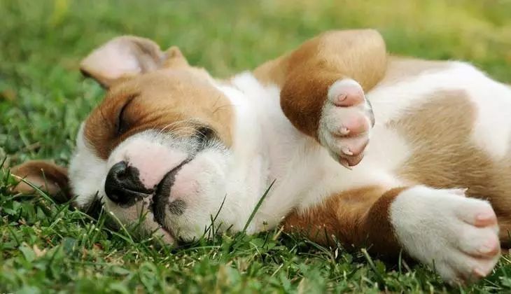 狗狗身上的跳蚤怎么去除最快方法,狗狗驱虫了为啥还是有跳蚤