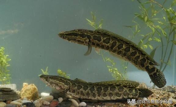 养黑鱼观赏鱼的技巧和方法,黑鱼观赏鱼怎么养