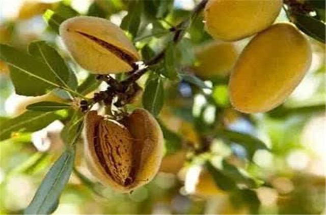 杏仁的种植方法和管理,杏仁种植的方法