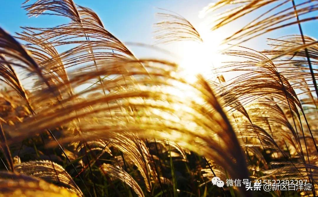 白洋淀红色记忆旅行社,白洋淀著名的红色事迹