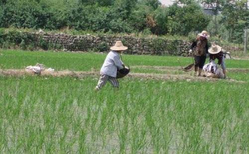 水稻赤枯病药剂防治,盐碱地水稻经常得赤枯病