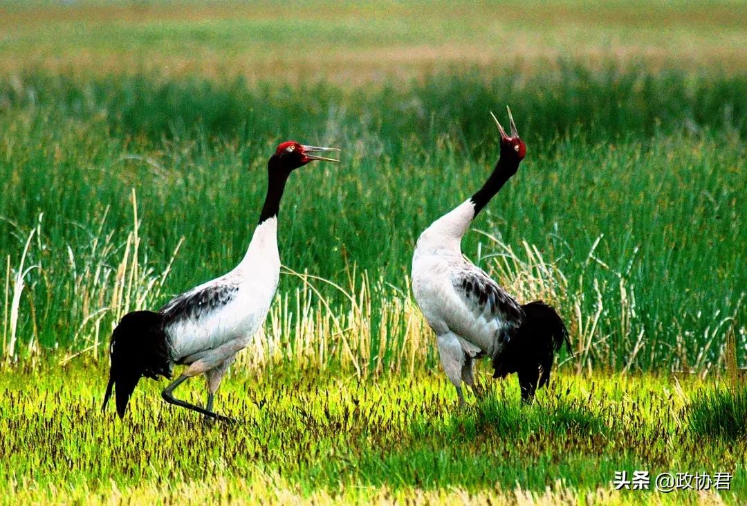 这位老*党**员镜头下的青海，美出天际