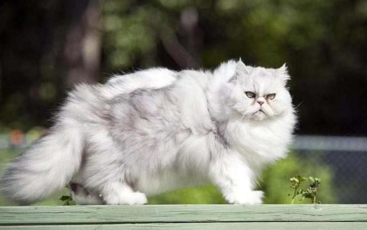 猫咪吃太咸的猫粮会怎么样,猫咪太咸