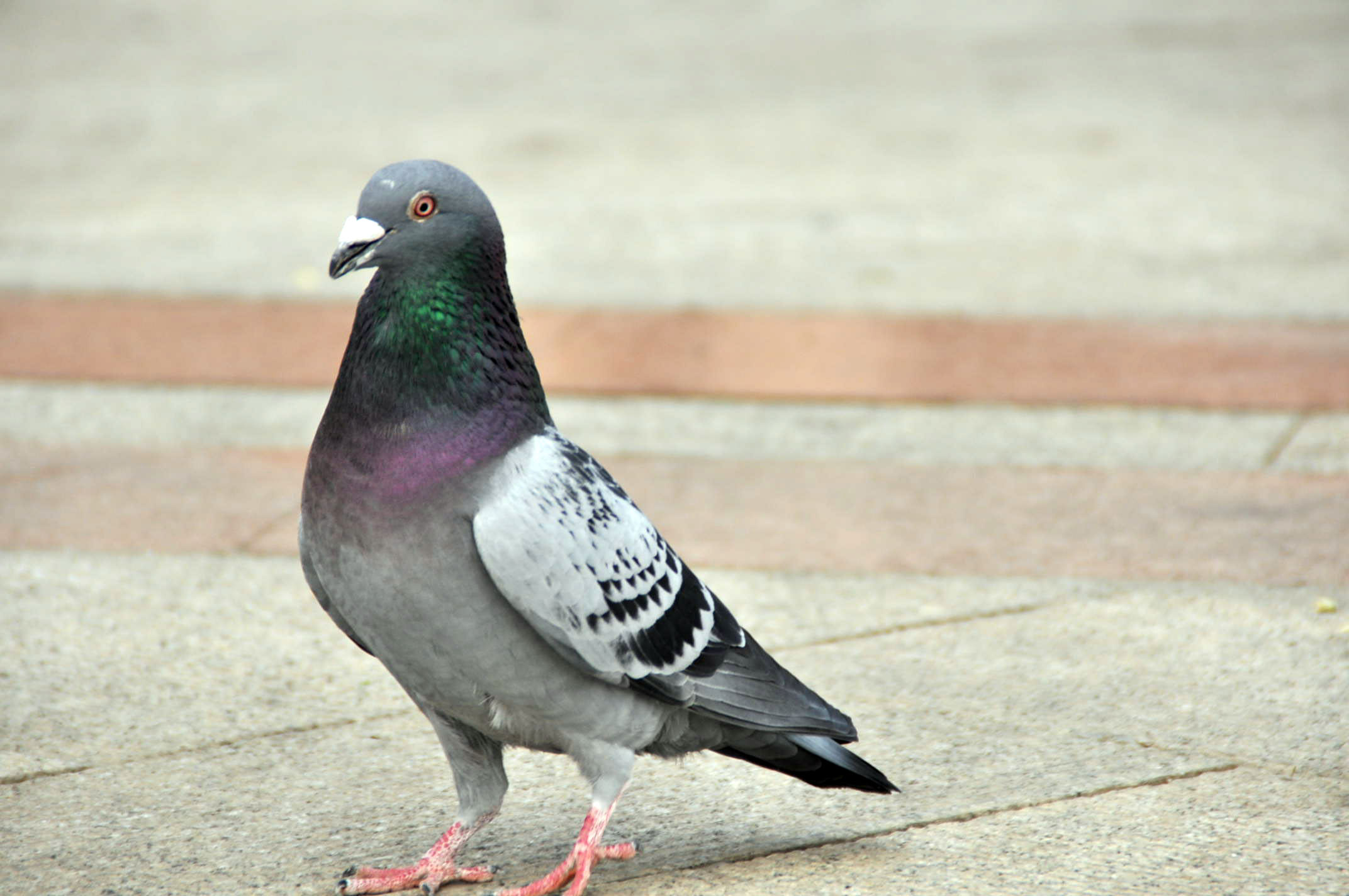 赛鸽粪便图及治疗,怎样从信鸽粪便上看出鸽病