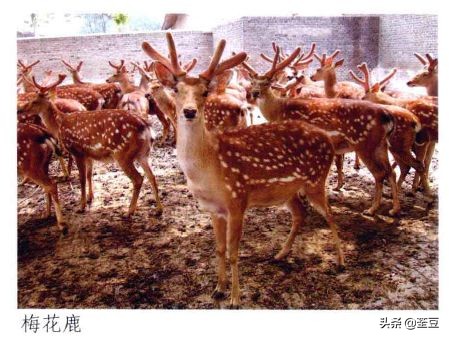 鹿茸造假事件,鹿茸造假手段有哪些