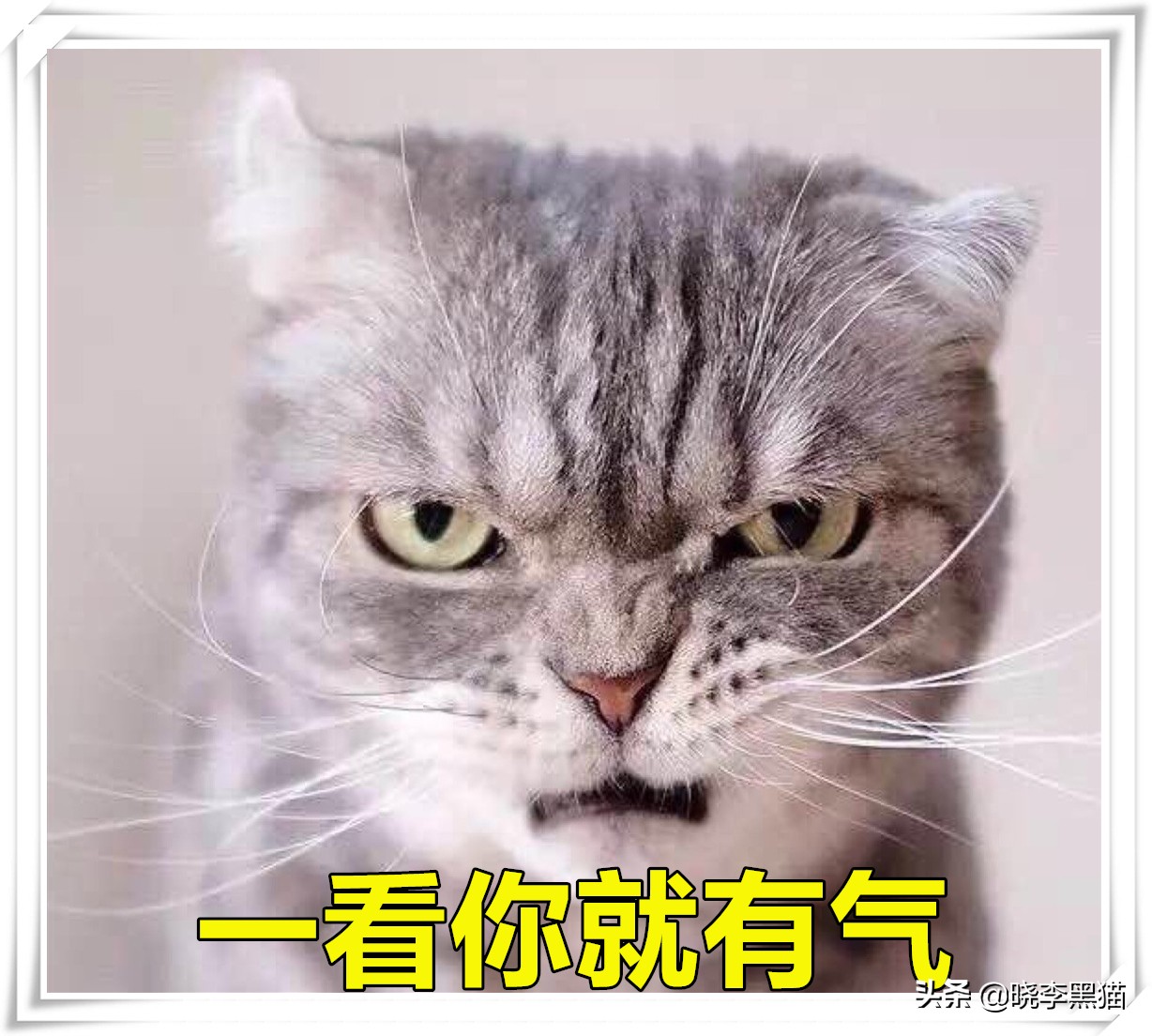 怎样知道你适不适合养猫,怎么判断自己适不适合养猫