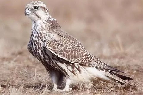 李复祯心意拳传人家谱,李复祯心意拳开膀秘法