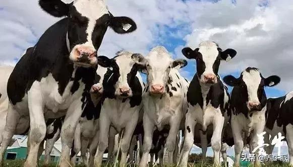 国家奶牛产业技术体系,2017奶牛业的发展趋势