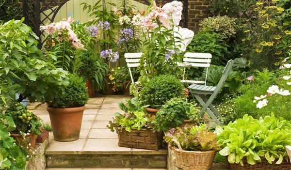 最受欢迎的3种花,这3种花真的很难养