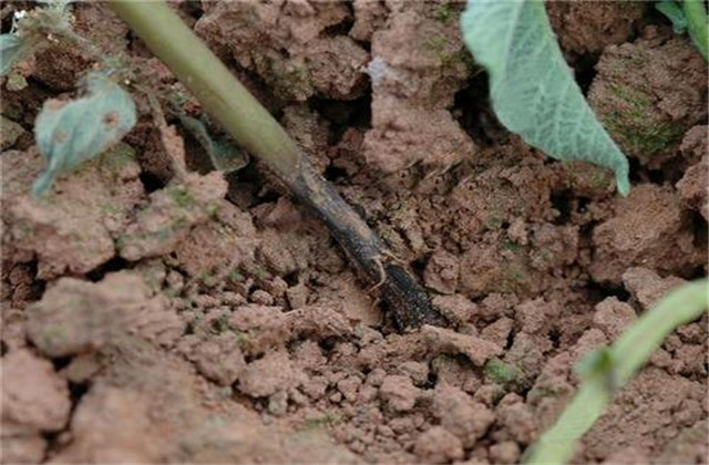 马铃薯怎样种植能高产,马铃薯种植技术小视频
