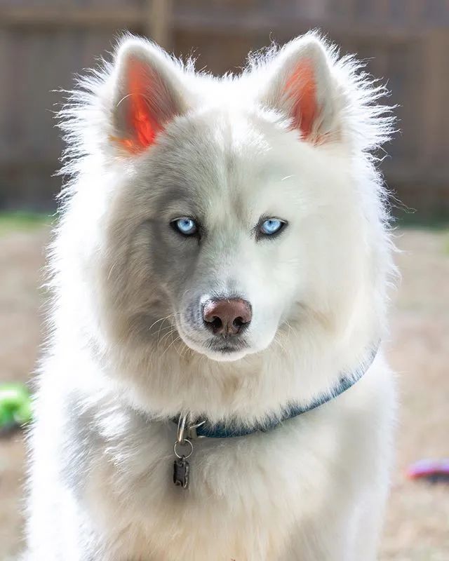 网友家的狗出门常被认错，二哈：“你才是萨摩，老子是哈士奇！”