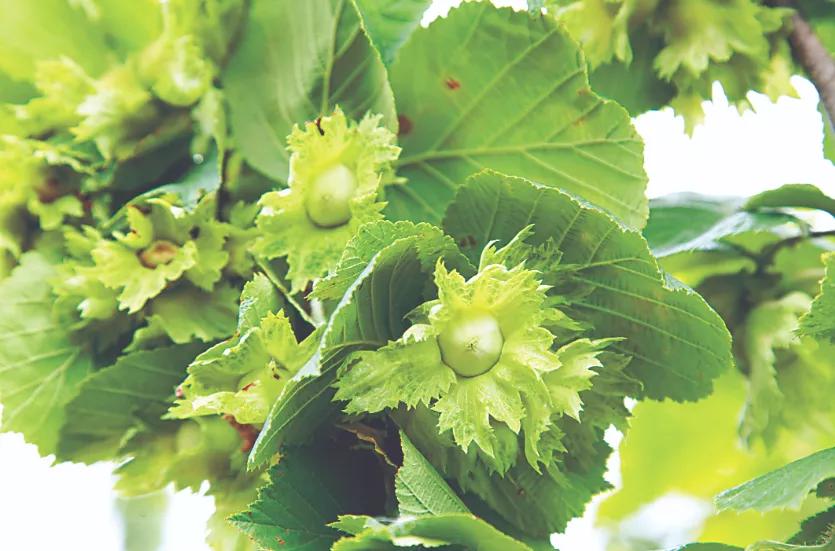 魏本欣,魏本欣榛子