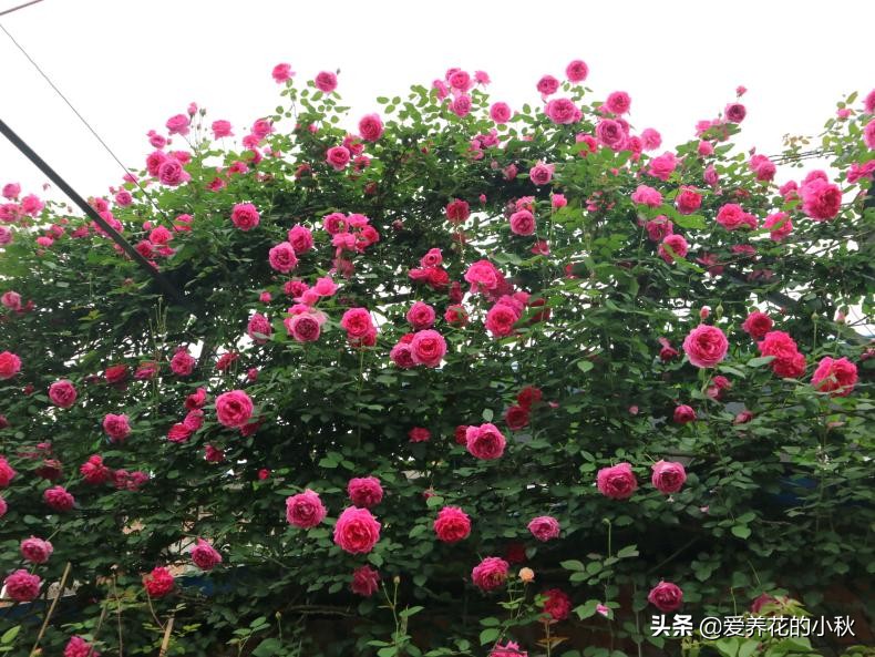 藤本月季过冬的正确方法,藤本月季春天的养护方法