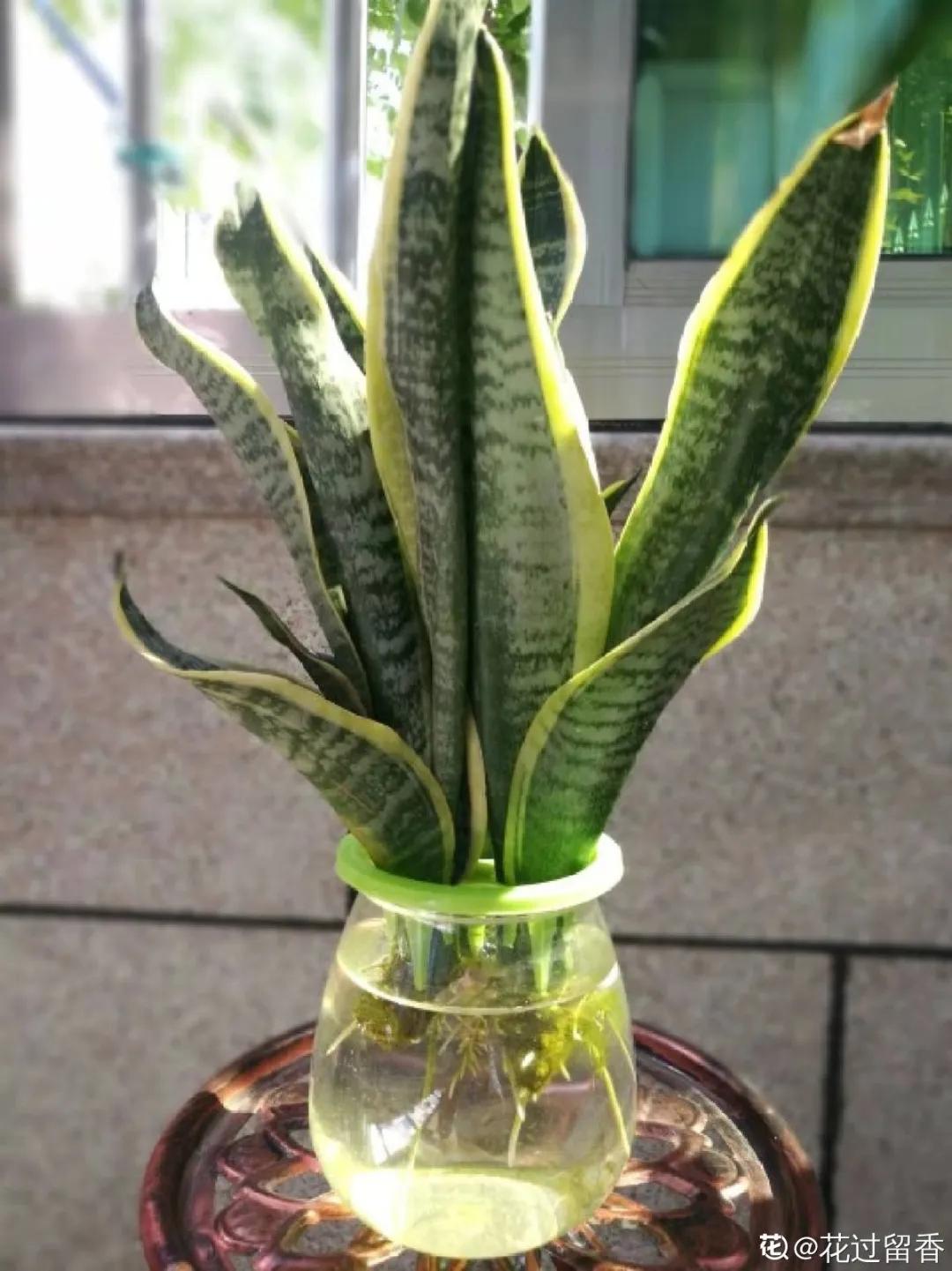 扦插花的养殖方法和技巧,养花扦插有妙招多肉