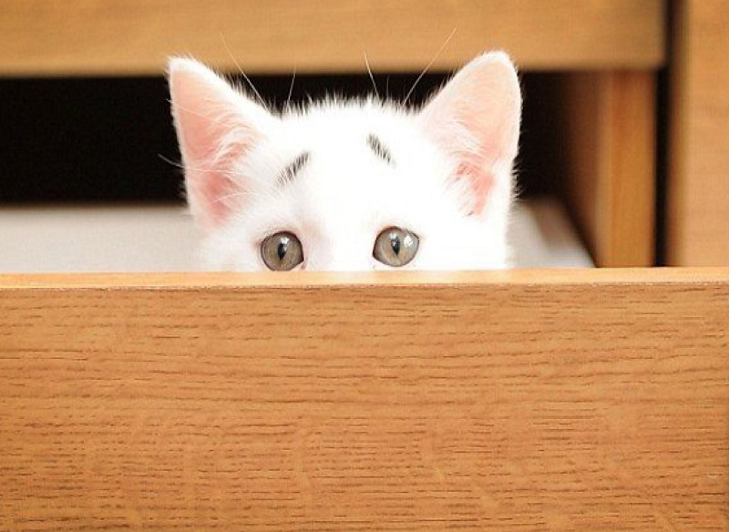 猫咪自带忧郁眼神图片,猫咪自带惆怅脸