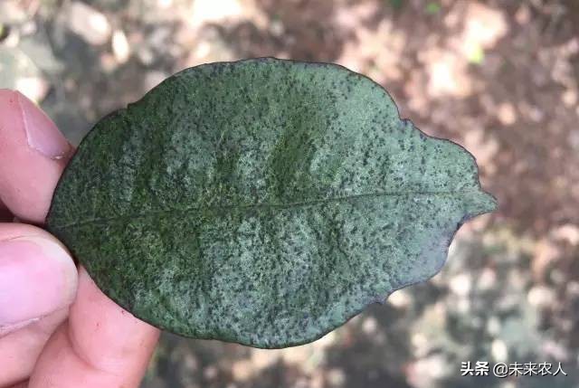 柑橘沙皮病图片大全,柑橘溃疡病果与砂皮病果的区别