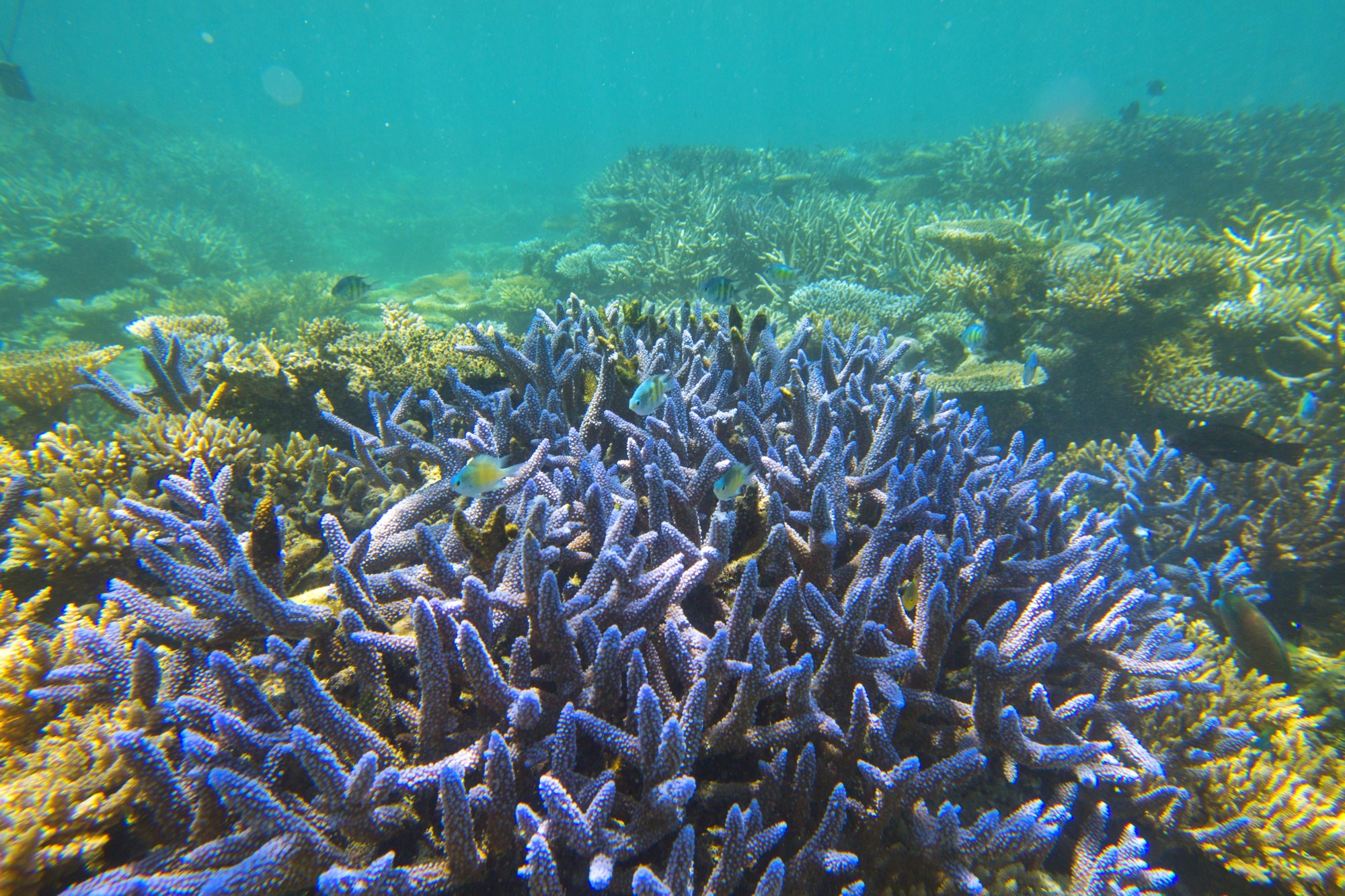 一定是特别的缘分——帕劳，再遇见「周若雪Patty」·上