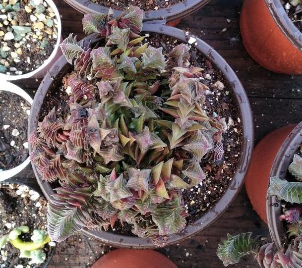 怎么挑多肉,最不易徒长的多肉排名