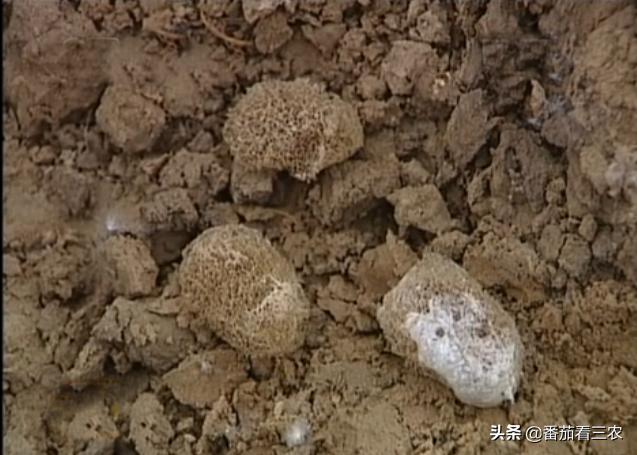 种莲藕为什么要放水蛭,藕田水蛭养殖技术和方法