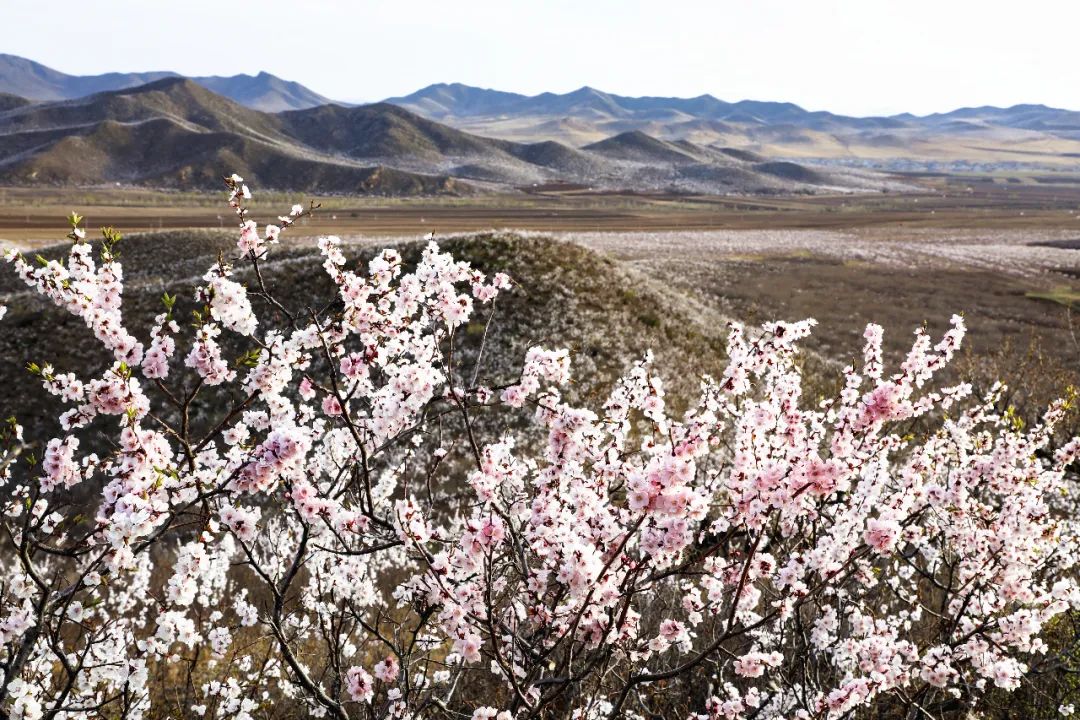 内蒙古通辽扎鲁特旗5条自驾游线路和景点攻略