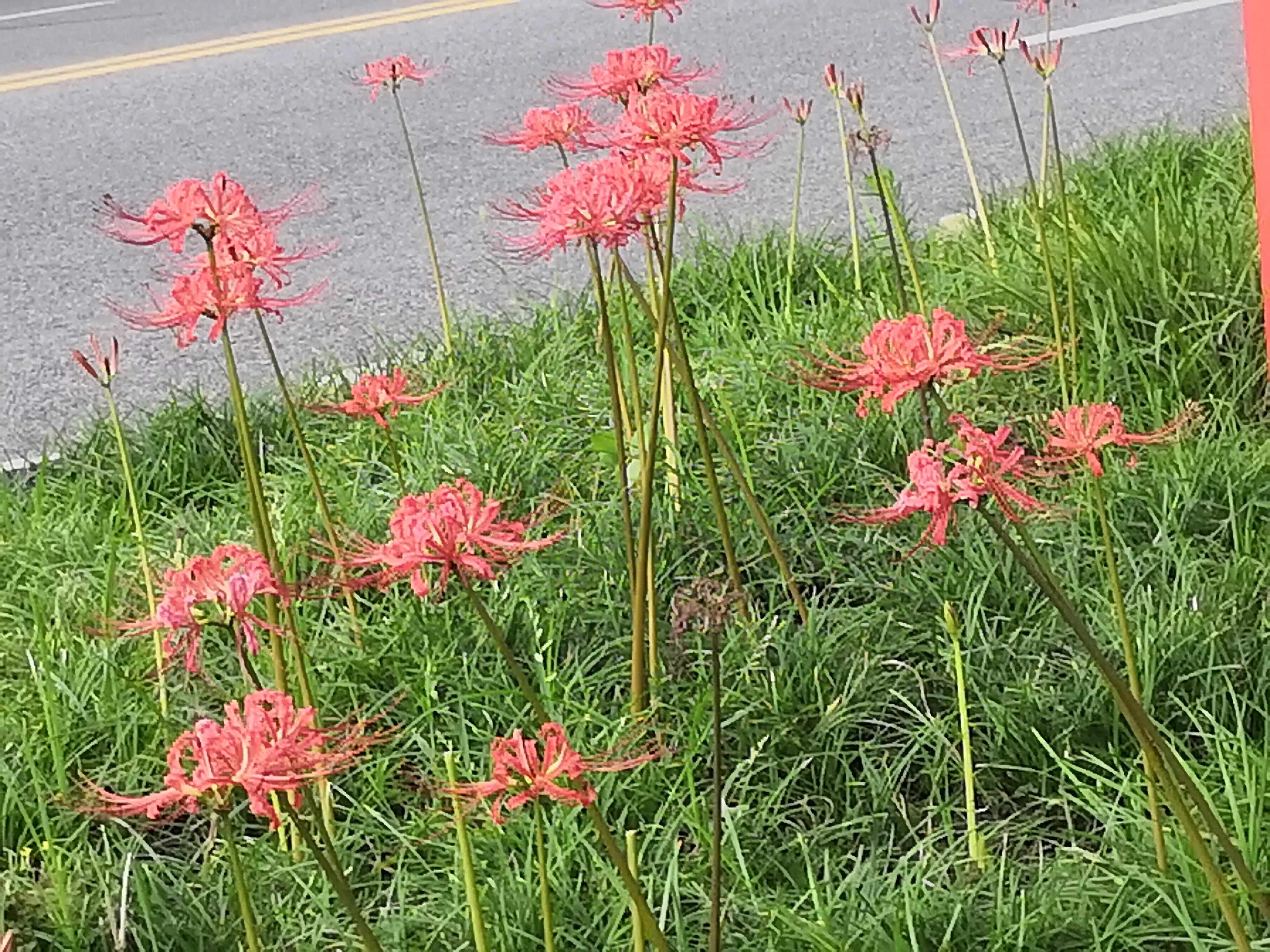 曼珠沙华有毒吗怎么养 (曼珠沙华有毒吗可以治吗)