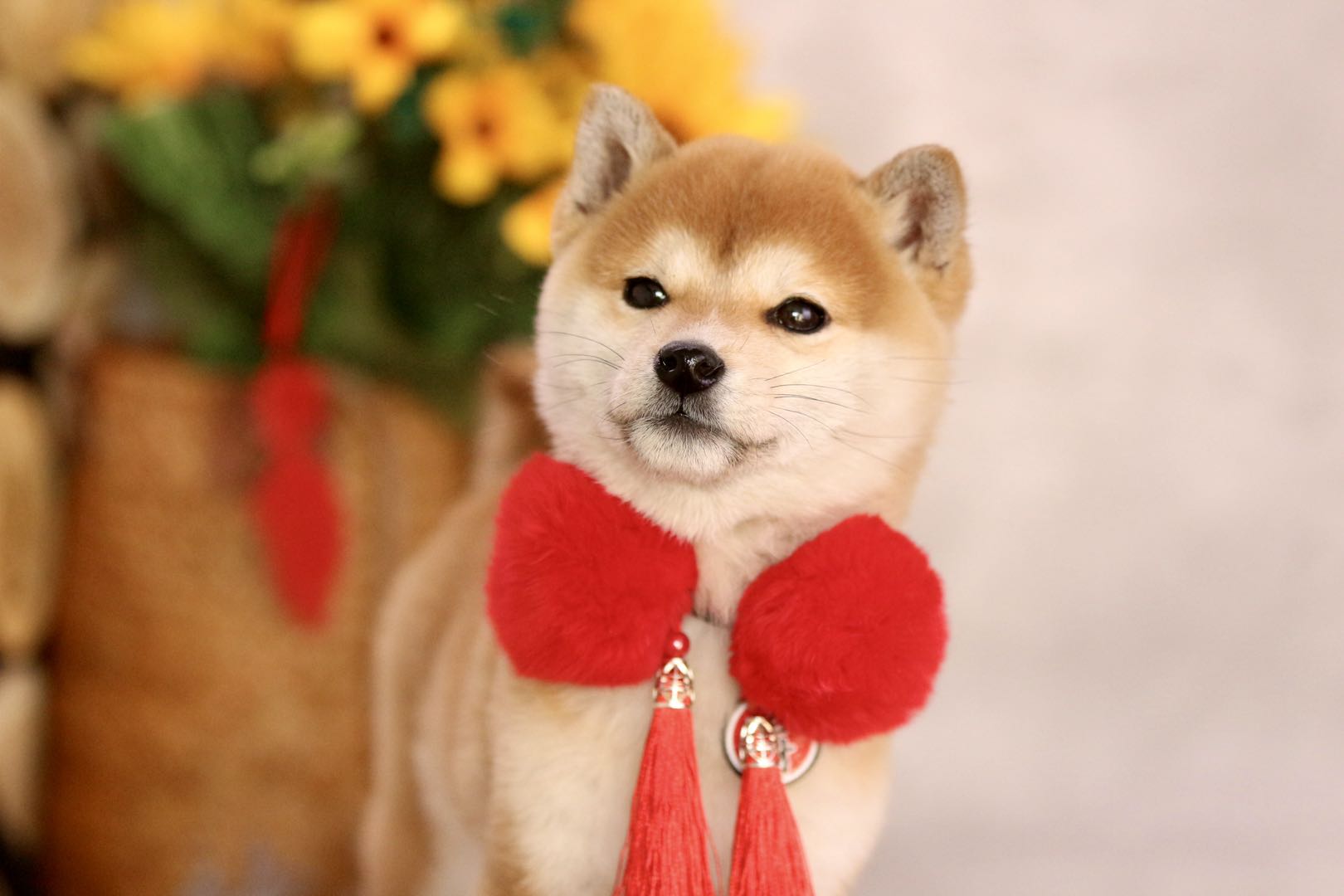 为什么正宗的柴犬那么贵,为什么柴犬都比较贵