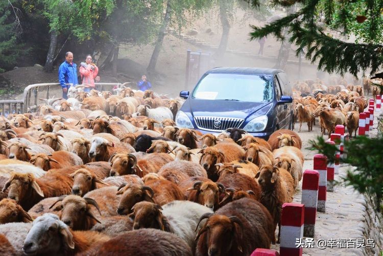 有了这攻略，自驾*藏西**游省心很多