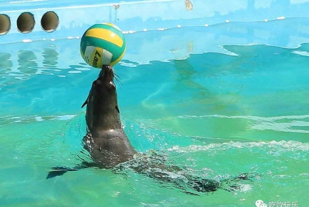 儿童舞蹈8-12岁基本功练习,孩子在家不愿意练习舞蹈怎么沟通