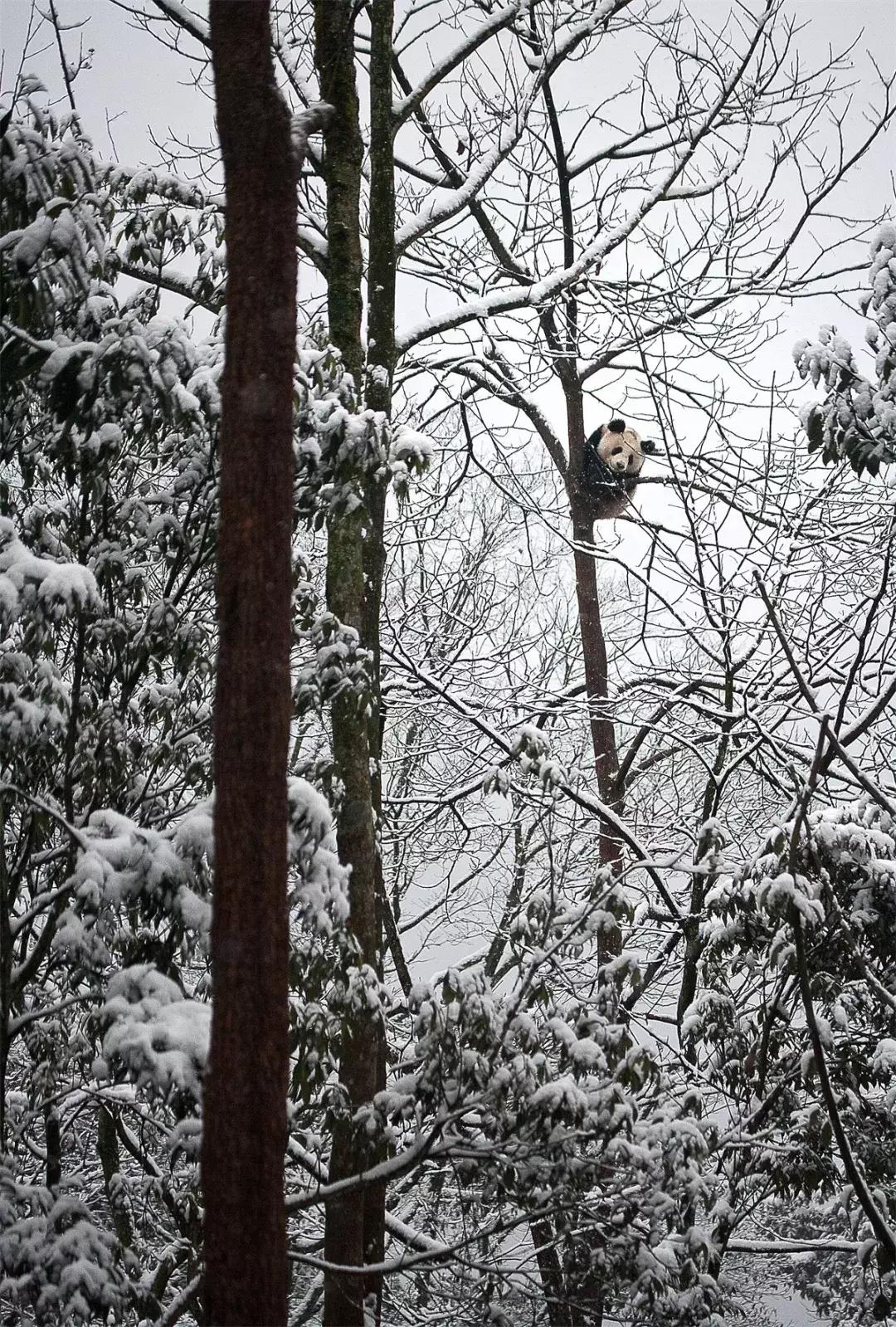 熊猫萌,熊猫萌啦