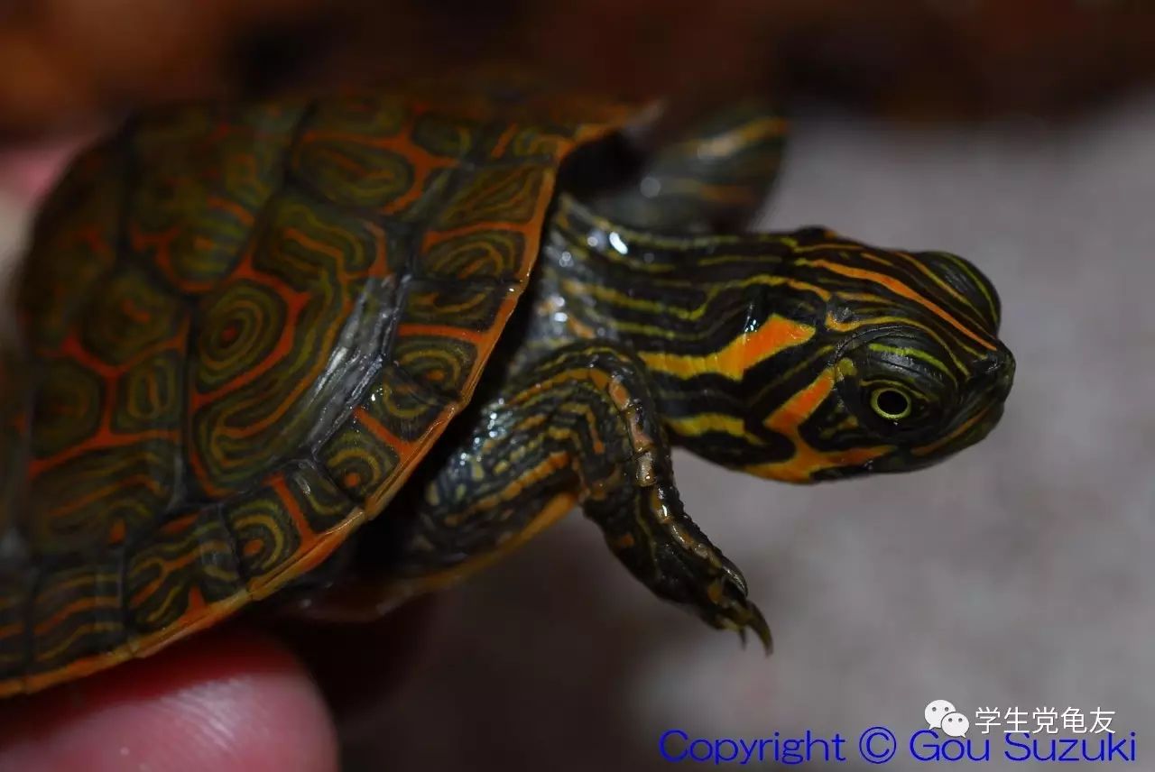 真假李逵——我们买到的“大河甜甜圈”是何许龟也？