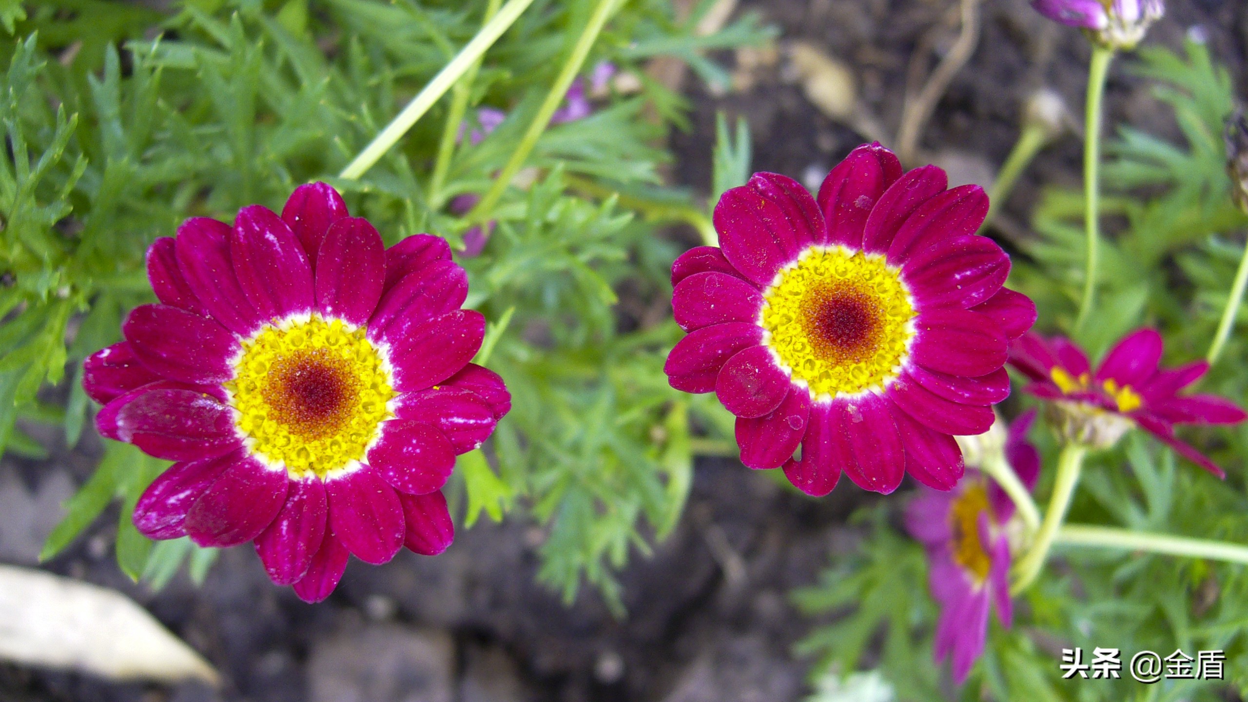 木茼蒿图文,五彩斑斓的观叶植物