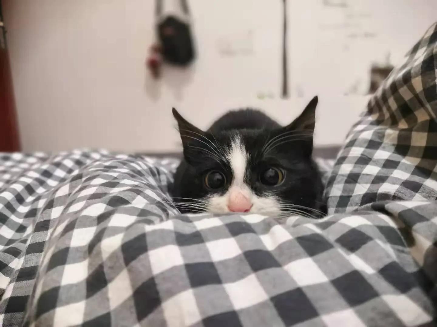 忘不掉的猫,一眼就忘不掉的猫