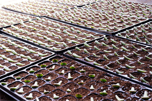 鑺辨埧濮戝澶氳倝閰嶅湡,鑺辨埧濮戝鐜夐湶澶氳倝