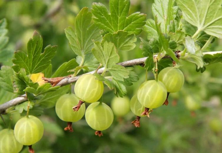 像灯笼果的野果叫什么,野果红灯笼果纯天然