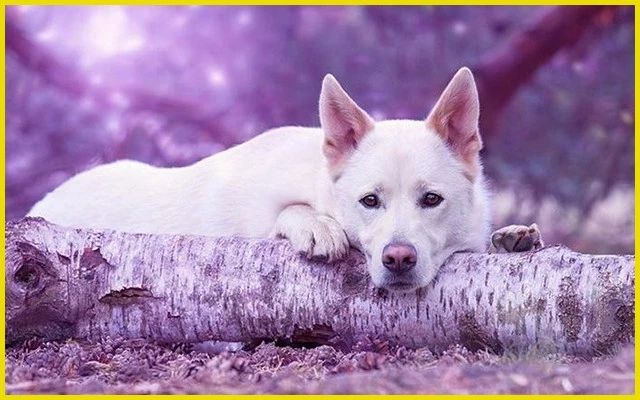 狗狗一旦尝到血，必须马上杀掉？