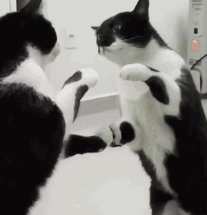 猫看到镜子里的自己,猫眼中的世界是什么样