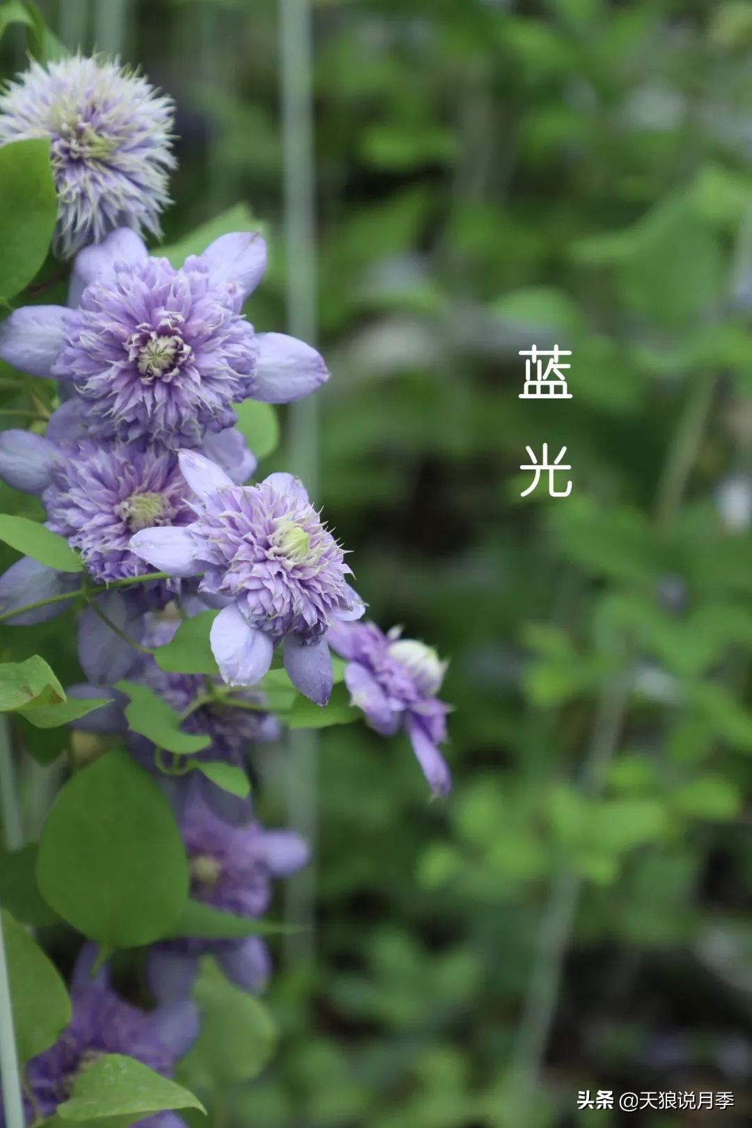 10元3棵铁线莲苗多色,铁线莲苗圃视频